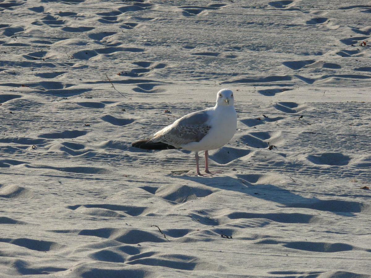 Am Ostseestrand Zingst Exteriör bild